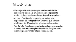 Mitocôndrias
• São organelas compostas por membrana dupla,
sendo uma externa e uma interna que apresenta
muitas dobras, as chamadas cristas mitocondriais.
• As mitocôndrias são organelas especiais, com
capacidade de se reproduzir, uma vez que contem
moléculas de DNA circular, tal como as bactérias.
• Sua função é realizar a respiração celular, que produz
a maior parte da energia utilizada nas funções vitais.
Além de possuir material genético próprio.
 