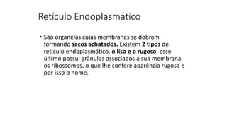 Retículo Endoplasmático
• São organelas cujas membranas se dobram
formando sacos achatados. Existem 2 tipos de
retículo endoplasmático, o liso e o rugoso, esse
último possui grânulos associados à sua membrana,
os ribossomos, o que lhe confere aparência rugosa e
por isso o nome.
 