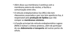 • Além disso sua membrana é contínua com a
membrana externa do núcleo, o facilita a
comunicação entre eles.
• O retículo endoplasmático liso (REL) não tem
ribossomos associados e por isso tem aparência lisa, é
responsável pela produção de lipídios que irão
compor as membranas celulares.
• A função principal do retículo endoplasmático rugoso
(RER) é realizar a síntese proteica, além de participar
do seu dobramento e transporte até outras partes da
célula.
 