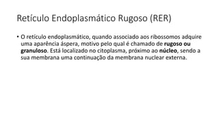 Retículo Endoplasmático Rugoso (RER)
• O retículo endoplasmático, quando associado aos ribossomos adquire
uma aparência áspera, motivo pelo qual é chamado de rugoso ou
granuloso. Está localizado no citoplasma, próximo ao núcleo, sendo a
sua membrana uma continuação da membrana nuclear externa.
 