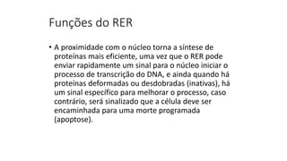 Funções do RER
• A proximidade com o núcleo torna a síntese de
proteínas mais eficiente, uma vez que o RER pode
enviar rapidamente um sinal para o núcleo iniciar o
processo de transcrição do DNA, e ainda quando há
proteínas deformadas ou desdobradas (inativas), há
um sinal específico para melhorar o processo, caso
contrário, será sinalizado que a célula deve ser
encaminhada para uma morte programada
(apoptose).
 