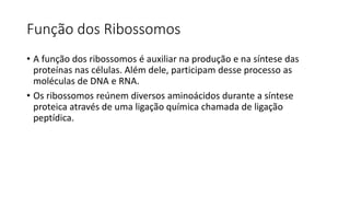 Função dos Ribossomos
• A função dos ribossomos é auxiliar na produção e na síntese das
proteínas nas células. Além dele, participam desse processo as
moléculas de DNA e RNA.
• Os ribossomos reúnem diversos aminoácidos durante a síntese
proteica através de uma ligação química chamada de ligação
peptídica.
 