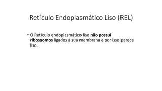 Retículo Endoplasmático Liso (REL)
• O Retículo endoplasmático liso não possui
ribossomos ligados à sua membrana e por isso parece
liso.
 