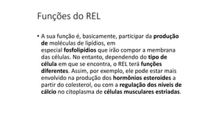 Funções do REL
• A sua função é, basicamente, participar da produção
de moléculas de lipídios, em
especial fosfolipídios que irão compor a membrana
das células. No entanto, dependendo do tipo de
célula em que se encontra, o REL terá funções
diferentes. Assim, por exemplo, ele pode estar mais
envolvido na produção dos hormônios esteroides a
partir do colesterol​, ou com a regulação dos níveis de
cálcio no citoplasma de células musculares estriadas.
 