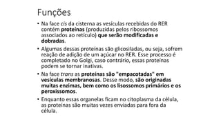 Funções
• Na face cis da cisterna as vesículas recebidas do RER
contém proteínas (produzidas pelos ribossomos
associados ao retículo) que serão modificadas e
dobradas.
• Algumas dessas proteínas são glicosiladas, ou seja, sofrem
reação de adição de um açúcar no RER. Esse processo é
completado no Golgi, caso contrário, essas proteínas
podem se tornar inativas.
• Na face trans as proteínas são "empacotadas" em
vesículas membranosas. Desse modo, são originadas
muitas enzimas, bem como os lisossomos primários e os
peroxissomos.
• Enquanto essas organelas ficam no citoplasma da célula,
as proteínas são muitas vezes enviadas para fora da
célula.
 