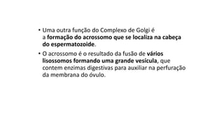 • Uma outra função do Complexo de Golgi é
a formação do acrossomo que se localiza na cabeça
do espermatozoide.
• O acrossomo é o resultado da fusão de vários
lisossomos formando uma grande vesícula, que
contem enzimas digestivas para auxiliar na perfuração
da membrana do óvulo.
 