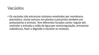 Vacúolos
• Os vacúolos são estruturas celulares envolvidas por membrana
plasmática, muito comuns em plantas e presentes também em
protozoários e animais. Tem diferentes funções como: regular pH,
controlar a entrada e saída de água por osmorregulação, armazenar
substâncias, fazer a digestão e excretar os resíduos.
 
