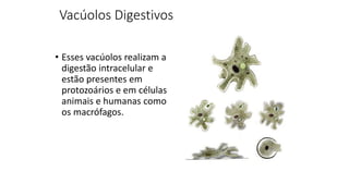 Vacúolos Digestivos
• Esses vacúolos realizam a
digestão intracelular e
estão presentes em
protozoários e em células
animais e humanas como
os macrófagos.
 
