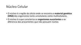 Núcleo Celular
• O núcleo é a região da célula onde se encontra o material genético
(DNA) dos organismos tanto unicelulares como multicelulares.
• O núcleo é o que caracteriza os organismos eucariontes e os
diferencia dos procariontes que não possuem núcleo.
 