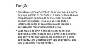 Função
• O núcleo é como o "cérebro" da célula, pois é a partir
dele que partem as "decisões". É onde se localizam os
cromossomos compostos de moléculas de ácido
desoxirribonucleico, DNA, que carrega toda a
informação sobre as características da espécie e
participa dos mecanismos hereditários.
• Cada região do DNA é composto por genes que
codificam as informações para a síntese de proteínas,
que ocorre nos ribossomos. De acordo com o gene
codificado, será sintetizada um tipo de proteína, que
será usada para fins específicos.
 