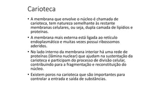 Carioteca
• A membrana que envolve o núcleo é chamada de
carioteca, tem natureza semelhante às restante
membranas celulares, ou seja, dupla camada de lipídios e
proteínas.
• A membrana mais externa está ligada ao retículo
endoplasmático e muitas vezes possui ribossomos
aderidos.
• No lado interno da membrana interior há uma rede de
proteínas (lâmina nuclear) que ajudam na sustentação da
carioteca e participam do processo de divisão celular,
contribuindo para a fragmentação e reconstituição do
núcleo.
• Existem poros na carioteca que são importantes para
controlar a entrada e saída de substâncias.
 