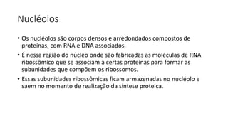 Nucléolos
• Os nucléolos são corpos densos e arredondados compostos de
proteínas, com RNA e DNA associados.
• É nessa região do núcleo onde são fabricadas as moléculas de RNA
ribossômico que se associam a certas proteínas para formar as
subunidades que compõem os ribossomos.
• Essas subunidades ribossômicas ficam armazenadas no nucléolo e
saem no momento de realização da síntese proteica.
 