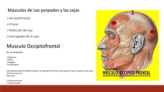 Musulo Procer Aula II (cara) | PPTX