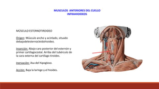 MÚSCULO ESTERNOTIROIDEO
Origen: Músculo ancho y acintado, situado
debajodelesternocleidohioideo.
Inserción: Abajo cara posterior del esternón y
primer cartílagocostal. Arriba del tubérculo de
la cara externa del cartílago tiroides.
Inervación: Asa del hipogloso.
Acción: Baja la laringe y el hioides.
MUSCULOS ANTERIORES DEL CUELLO
INFRAHIOIDEOS
 