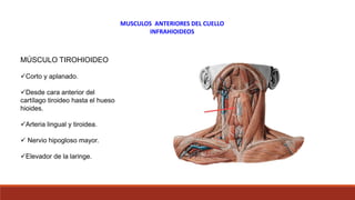 MÚSCULO TIROHIOIDEO
Corto y aplanado.
Desde cara anterior del
cartílago tiroideo hasta el hueso
hioides.
Arteria lingual y tiroidea.
 Nervio hipogloso mayor.
Elevador de la laringe.
MUSCULOS ANTERIORES DEL CUELLO
INFRAHIOIDEOS
 