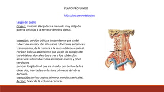 PLANO PROFUNDO
Músculos prevertebrales
Largo del cuello
Origen: músculo alargado y a menudo muy delgado
que va del atlas a la tercera vértebra dorsal.
Inserción: porción oblicua descendente que va del
tubérculo anterior del atlas a los tubérculos anteriores
transversales, de la tercera a la sexta vértebra cervical.
Porción oblicua ascendente que va de los cuerpos de
las vértebras dorsales dos y tres a los tubérculos
anteriores a los tubérculos anteriores cuatro y cinco
cervicales
porción longitudinal que va situado por dentro de las
otras dos; insertadas en las tres primeras vértebras
dorsales.
Inervación por los cuatro primeros nervios cervicales.
Acción: flexor de la columna cervical.
 