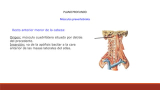 Recto anterior menor de la cabeza:
PLANO PROFUNDO
Músculos prevertebrales
Origen: músculo cuadrilátero situado por detrás
del precedente.
Inserción: va de la apófisis bacilar a la cara
anterior de las masas laterales del atlas.
 
