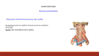 Músculos Intertransversarios del cuello:
PLANO PROFUNDO
Músculos prevertebrales
Se insertan entre las apófisis transversas de las vértebras
cervicales.
Acción: Son inclinadores de la cabeza.
 