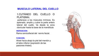 1.CUTÁNEO DEL CUELLO O
PLATISMA:
pertenece a los músculos mímicos. Es
aplanado, amplio y cubre la parte antero
lateral del cuello. Va desde la zona
clavicular hasta la base de la mandíbula.
MUSCULO LATERAL DEL CUELLO
INERVACION:
Rama cervicofacial del nervio facial.
FUNCION:
Atrae hacia abajo la piel del mentón y
el labio inferior (expresión de las
pasiones tristes).
 