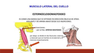 ESTERNOCLEIDOMASTOIDEO
ES COMO UNA BANDA QUE SE EXTIENDE EN DIRECCION OBLICUA DE ATRAS
ADELANTE Y DE ARRIBA ABAJO DESDE SUS INSERCIONES.
Inserciones:
- por arriba: APÓFISIS MASTOIDES
por abajo: se divide en dos fascículos: esternal
y clavicular que se insertan en el esternón y la
clavícula respectivamente
MUSCULO LATERAL DEL CUELLO
 