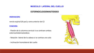 INERVACION:
nervio espinal (XI par) y rama anterior de C2
FUNCION:
- Flexión de la columna cervical si se contraen ambos
esternocleidomastoideos
- Rotación lateral de la cabeza si se contrae uno solo
- Inclinación homolateral del cuello
MUSCULO LATERAL DEL CUELLO
ESTERNOCLEIDOMASTOIDEO
 