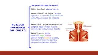 MUSCULO POSTERIOR DEL CUELLO
MUSCULO
POSTERIOR
DEL CUELLO
Plano superficial: Músculo Trapecio
Plano Esplenio y del Angular: Músculo
esplenio de la cabeza, Músculo esplenio del
cuello, Músculo angular del omóplato.
Plano de los complexos o semiespinosos:
Complexo mayor y menor, músculo
transverso del cuello, músculo Iliocostal
Plano profundo: Rectos
posteriores mayor y menor,
Oblicuos menor y mayor de la cabeza,
músculos intertransverso espinoso,
Músculos interespinosos del cuello
 