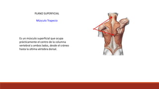 PLANO SUPERFICIAL
Músculo Trapecio
Es un músculo superficial que ocupa
prácticamente el centro de la columna
vertebral a ambos lados, desde el cráneo
hasta la última vértebra dorsal.
 