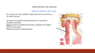 PLANO ESPLENIO Y DEL ANGULAR
Músculo esplenio del cuello.
Se origina en las apófisis espinosas de la primera a
la sexta dorsal.
Se inserta en la apófisis transversas de las 2 a 3 primeras
vértebras cervicales.
Acción: de forma unilateral Inclinación y rotación de la cabeza
hacia el mismo lado.
Bilateral extensión e hiperextension.
 