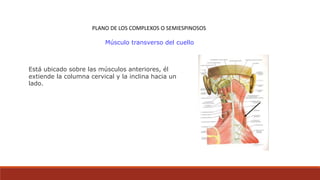 PLANO DE LOS COMPLEXOS O SEMIESPINOSOS
Músculo transverso del cuello
Está ubicado sobre las músculos anteriores, él
extiende la columna cervical y la inclina hacia un
lado.
 
