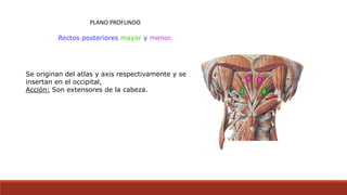 PLANO PROFUNDO
Rectos posteriores mayor y menor.
Se originan del atlas y axis respectivamente y se
insertan en el occipital,
Acción: Son extensores de la cabeza.
 
