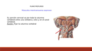 PLANO PROFUNDO
Músculos intertransverso espinoso
Su porción cervical va por toda la columna
vertebral entre una vértebra y otra y en el canal
vertebral.
Acción: Fijar la columna vertebral
 