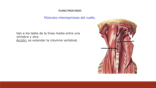 PLANO PROFUNDO
Músculos interespinosos del cuello.
Van a los lados de la línea media entre una
vértebra y otra
Acción: es extender la columna vertebral.
 