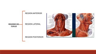 REGIONES DEL
CUELLO
REGION ANTERIOR
REGION LATERAL
REGION POSTERIOR
 