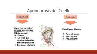 Aponeurosis del Cuello
Superficial Profunda
Capa fina de tejido
celular subcutáneo.
Situado entre:
 Dermis
 La capa que
recubre la fascias
cervical profunda.
 Contiene: platisma
Esta Posee 3 hojas:
 Revestimiento
 Pretraqueal
 Prevertebral
 