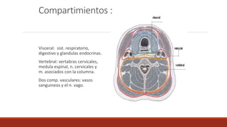 Compartimientos :
Visceral: sist. respiratorio,
digestivo y glandulas endocrinas.
Vertebral: vertabras cervicales,
medula espinal, n. cervicales y
m. asociados con la columna.
Dos comp. vasculares: vasos
sanguineos y el n. vago.
 