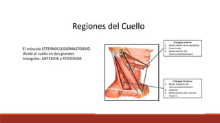 Regiones del Cuello
El músculo ESTERNOCLEIDOMASTOIDEO
divide al cuello en dos grandes
triángulos: ANTERIOR y POSTERIOR
 