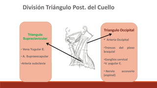 División Triángulo Post. del Cuello
Triangulo
Supraclavicular
• Vena Yugular E.
• A. Supraescapular
•Arteria subclavia
Triangulo Occipital
• Arteria Occipital
•Troncos del plexo
braquial
•Ganglios cervical
•V. yugular E.
• Nervio accesorio
(espinal)
 