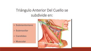 Triángulo Anterior Del Cuello se
subdivide en:
 Submentoniano
 Submaxilar
 Carotideo
 Muscular
 