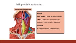 Triángulo Submentoniano
Triangulo Submentoniano
Limites:
• Por debajo: Cuerpo del Hueso Hioideo.
• A los Lados: Los vientres anteriores
derecho e izquierdo de l m. digastrico
Contiene:
• Glanglios linfáticos submentoneano.
 