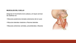 MUSCULOS DEL CUELLO
Aseguran el movimiento de la cabeza y el raquis cervical.
Se clasifican en:
• Músculos posteriores dorsales extensores (de la nuca)
• Músculos laterales rotadores o flexores laterales
• Músculos anteriores ventrales, prevertebrales o flexores
 