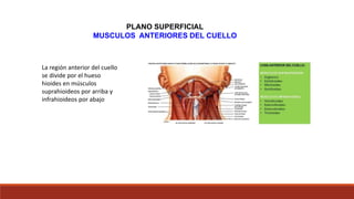 PLANO SUPERFICIAL
MUSCULOS ANTERIORES DEL CUELLO
La región anterior del cuello
se divide por el hueso
hioides en músculos
suprahioideos por arriba y
infrahioideos por abajo
 