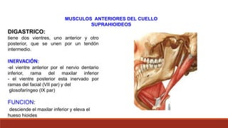 MUSCULOS ANTERIORES DEL CUELLO
SUPRAHIOIDEOS
DIGASTRICO:
tiene dos vientres, uno anterior y otro
posterior, que se unen por un tendón
intermedio.
INERVACIÓN:
-el vientre anterior por el nervio dentario
inferior, rama del maxilar inferior
- el vientre posterior esta inervado por
ramas del facial (VII par) y del
glosofaríngeo (IX par)
FUNCION:
desciende el maxilar inferior y eleva el
hueso hioides
 