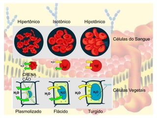 Hipertônico Isotônico Hipotônico
Células do Sangue
Células Vegetais
Plasmolizado Flácido Turgido
CRENA
ÇÃO
 