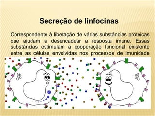 Secreção de linfocinas
Correspondente à liberação de várias substâncias protéicas
que ajudam a desencadear a resposta imune. Essas
substâncias estimulam a cooperação funcional existente
entre as células envolvidas nos processos de imunidade
humoral e celular.
 