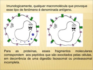 Imunologicamente, qualquer macromolécula que provoque
esse tipo de fenômeno é denominada antígeno.
Para as proteínas, esses fragmentos moleculares
correspondem aos peptídios que são exocitados pelas células,
em decorrência de uma digestão lisossomal ou proteassomal
incompleta.
 