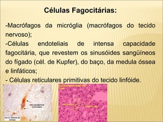 Células Fagocitárias:
-Macrófagos da micróglia (macrófagos do tecido
nervoso);
-Células endoteliais de intensa capacidade
fagocitária, que revestem os sinusóides sangüíneos
do fígado (cél. de Kupfer), do baço, da medula óssea
e linfáticos;
- Células reticulares primitivas do tecido linfóide.
 