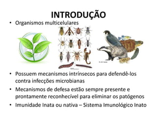 INTRODUÇÃO
• Organismos multicelulares
• Possuem mecanismos intrínsecos para defendê-los
contra infecções microbianas
• Mecanismos de defesa estão sempre presente e
prontamente reconhecível para eliminar os patógenos
• Imunidade Inata ou nativa – Sistema Imunológico Inato
 