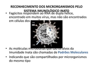 • Fagócitos respondem ao RNA de dupla hélice,
encontrado em muitos vírus, mas não são encontrados
em células dos mamíferos.
• As moléculas microbianas que são os alvos da
Imunidade Inata são chamadas de Padrões Moleculares
• Indicando que são compartilhados por microrganismos
do mesmo tipo
RECONHECIMENTO DOS MICRORGANISMOS PELO
SISTEMA IMUNOLÓGICO INATO
 