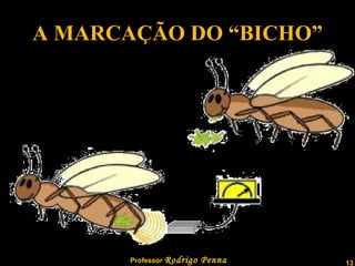 A MARCAÇÃO DO “BICHO” 