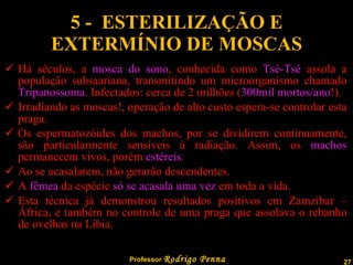 5 -  ESTERILIZAÇÃO E EXTERMÍNIO DE MOSCAS Há séculos, a  mosca do sono , conhecida como  Tsé-Tsé  assola a população subsaariana, transmitindo um microorganismo chamado  Tripanossoma . Infectados: cerca de 2 milhões ( 300mil mortos/ano !). Irradiando as moscas!, operação de alto custo espera-se controlar esta praga. Os espermatozóides dos machos, por se dividirem continuamente, são particularmente sensíveis à radiação. Assim, os  machos  permanecem vivos, porém  estéreis . Ao se acasalarem, não gerarão descendentes. A  fêmea  da espécie  só se acasala uma vez  em toda a vida. Esta técnica já demonstrou resultados positivos em Zamzibar – África, e também no controle de uma praga que assolava o rebanho de ovelhas na Líbia. 